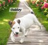Oakley photo 2