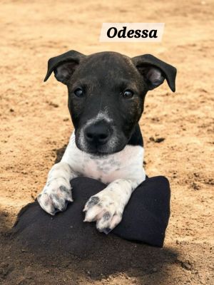 Odessa, Baby Female Terrier