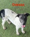 Odessa photo 1
