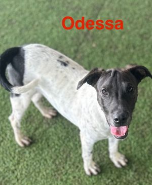 Odessa, Young Female unknown