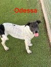 Odessa photo 2