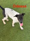 Odessa photo 3