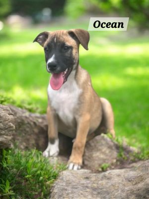 Ocean, Baby Male unknown