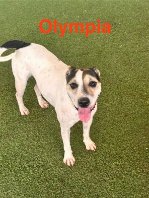 Olympia, Adult Female unknown