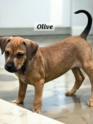 Olive, Baby Female unknown