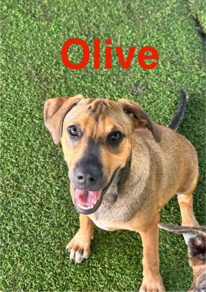 Olive, Young Female unknown