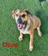 Olive photo 2