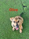 Olive photo 3