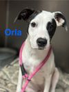 Orla photo 1
