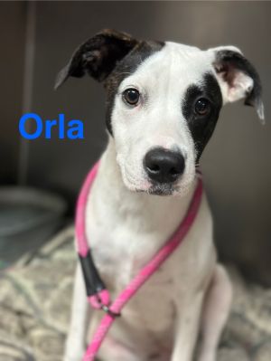 Orla, Young Female unknown