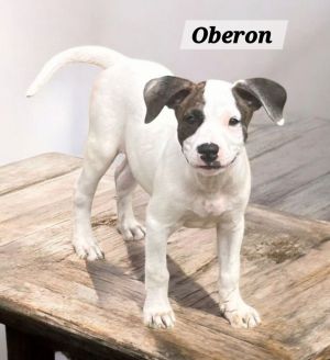 Oberon, Baby Male Terrier