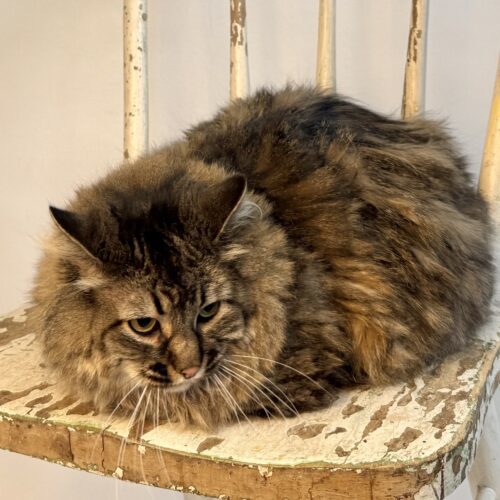 Mamma Kitty, an adoptable Domestic Long Hair in Dillon, MT, 59725 | Photo Image 2