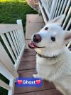 Ghost photo 1