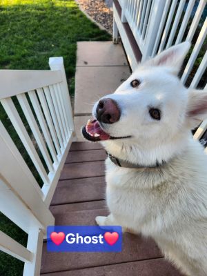 Ghost, Young Male Siberian Husky