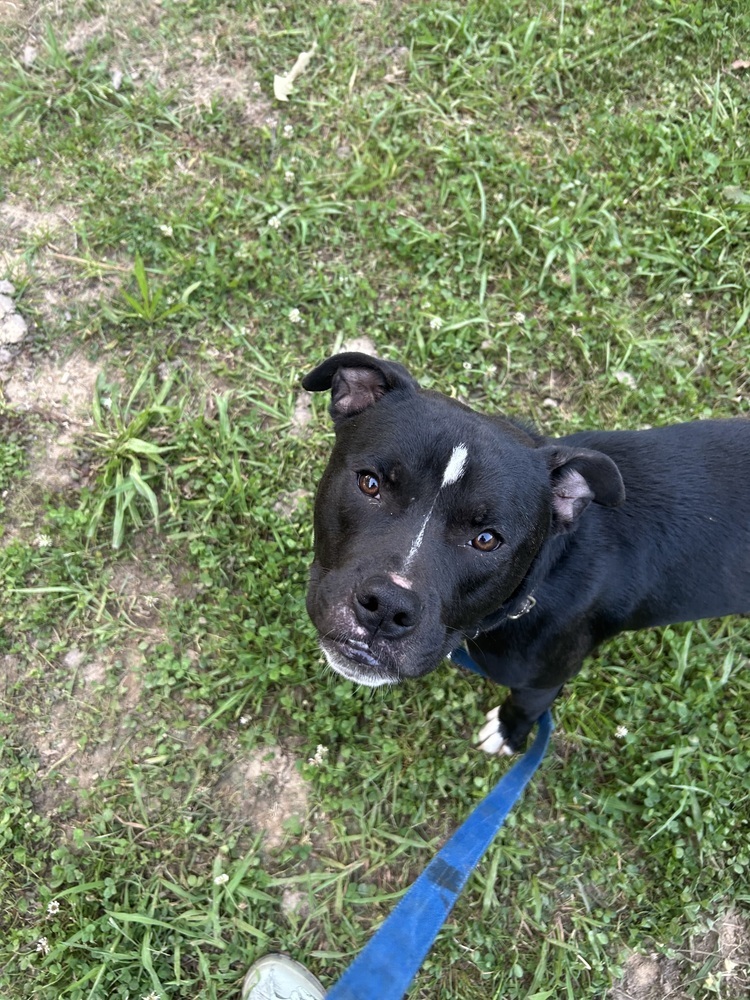 Ralphie