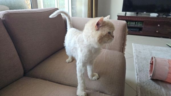 Simba thumbnail 2