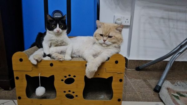 Simba thumbnail 3