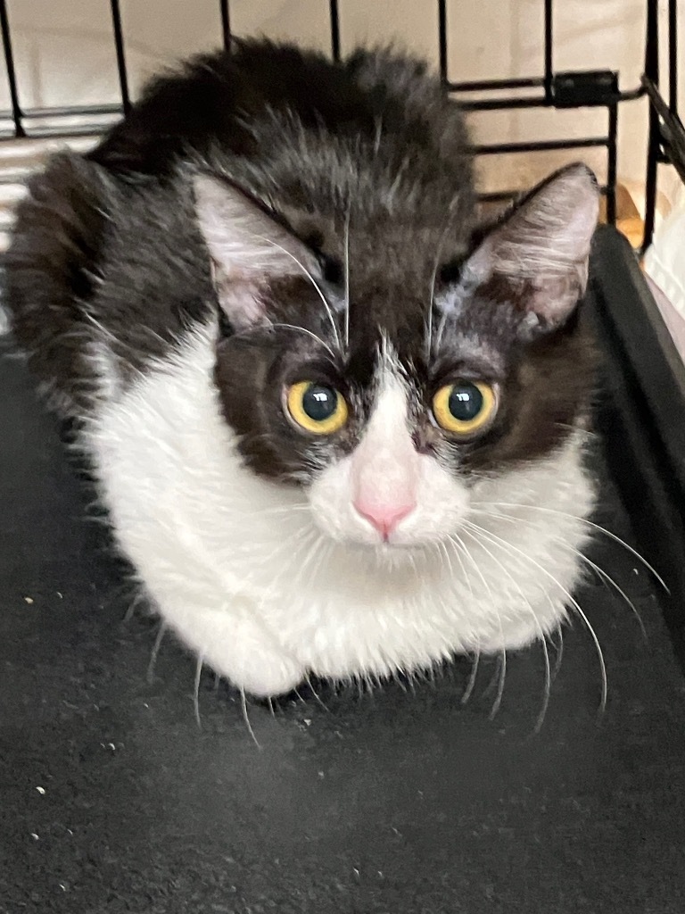 Oreo