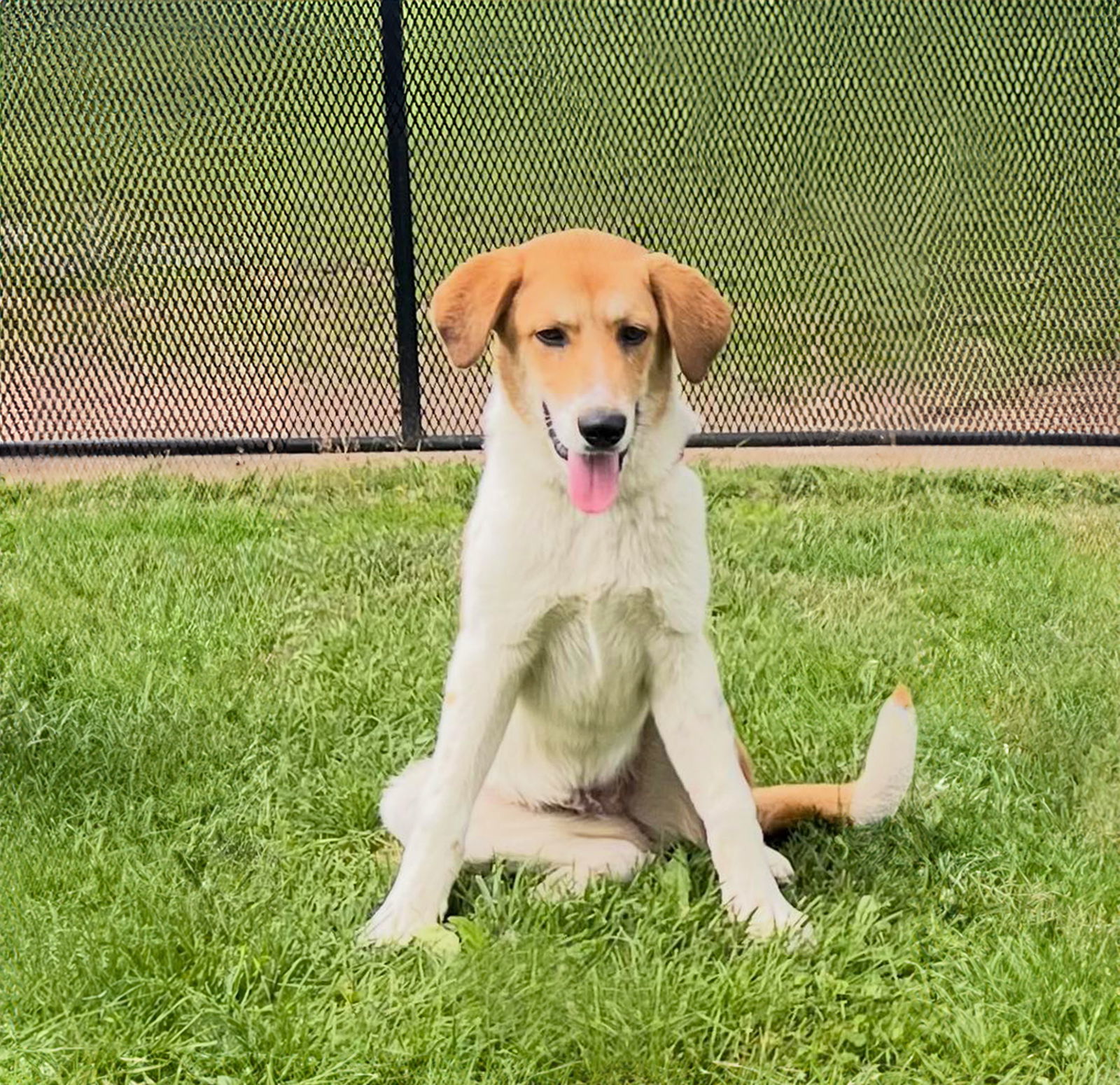 Pyr Mix Pups Boys