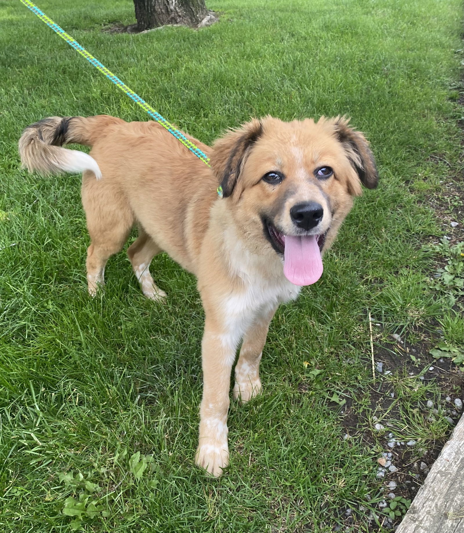 Pyr Mix Pups Girls