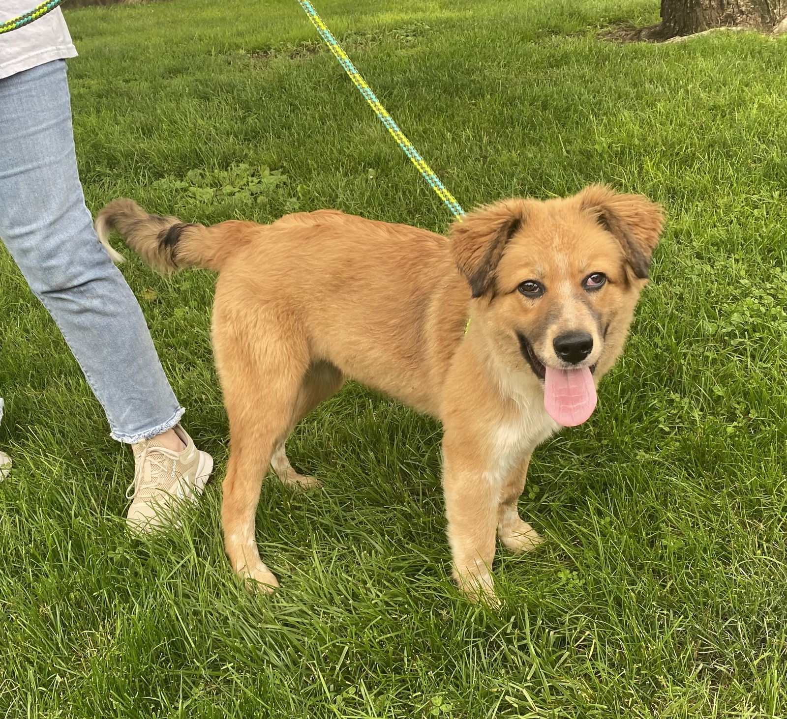 Pyr Mix Pups Girls