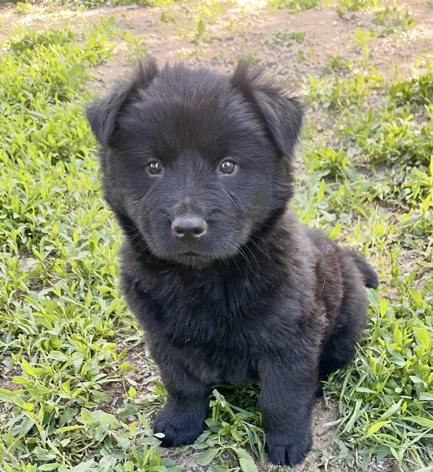 Photo of Baby Male Collie Black