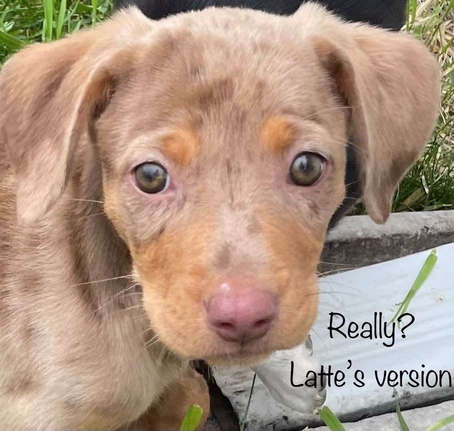 Latte