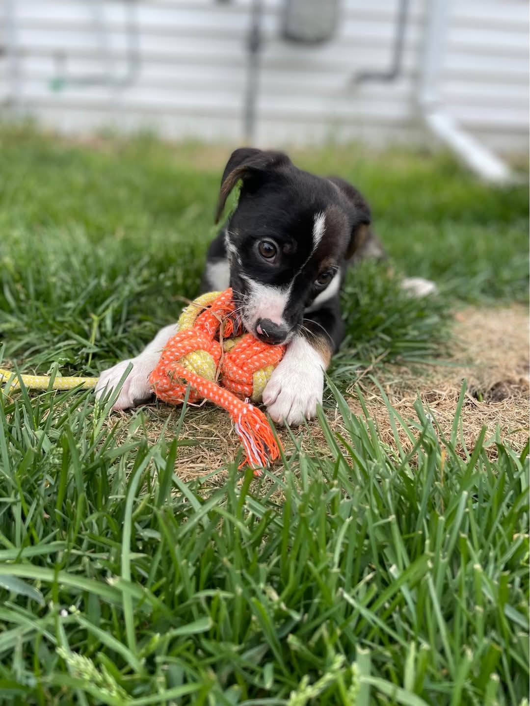 Houdini