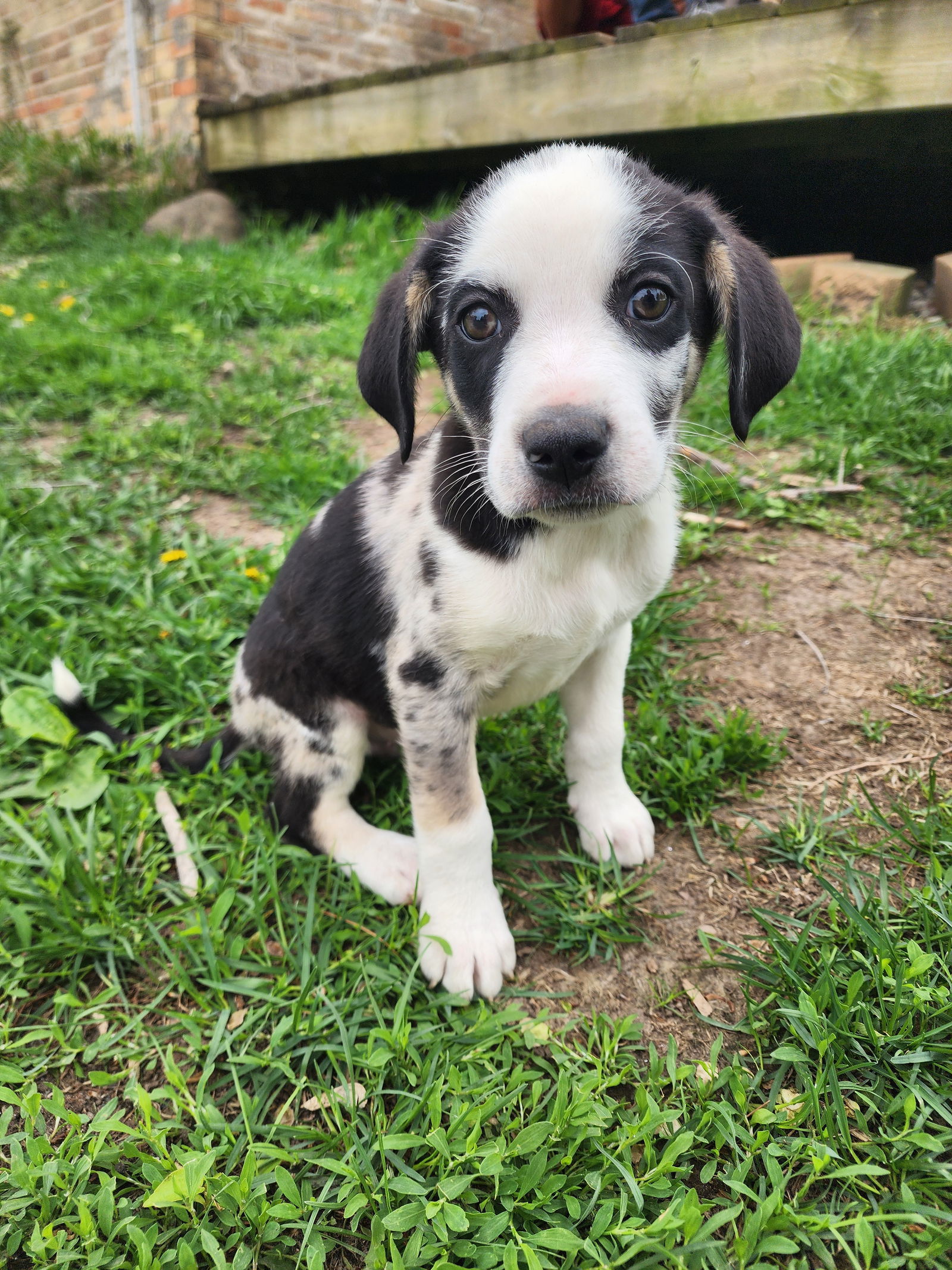 Photo of Baby Male Great Pyrenees 