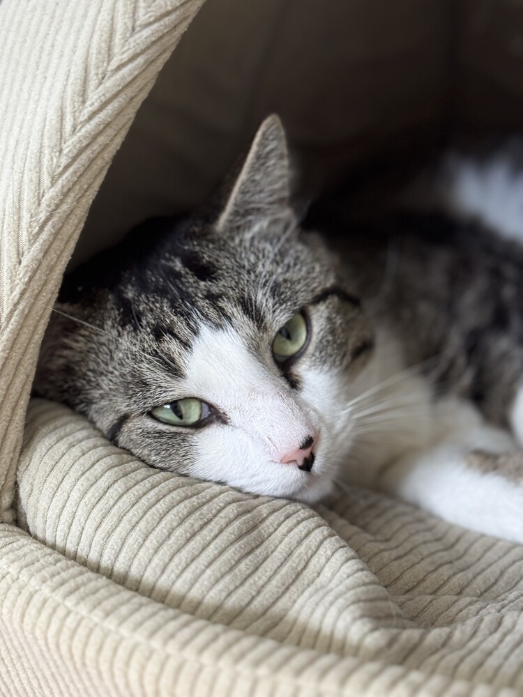 Atticus Finch, an adoptable Domestic Short Hair in Trenton, ME, 04605 | Photo Image 2