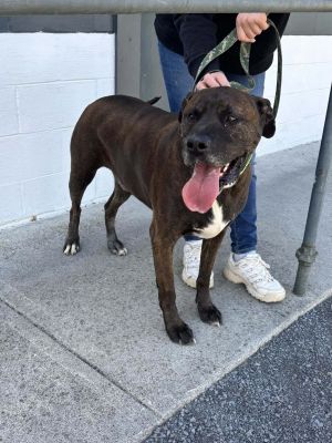 Bucky (5yo, 99lbs), Adult Male Hound