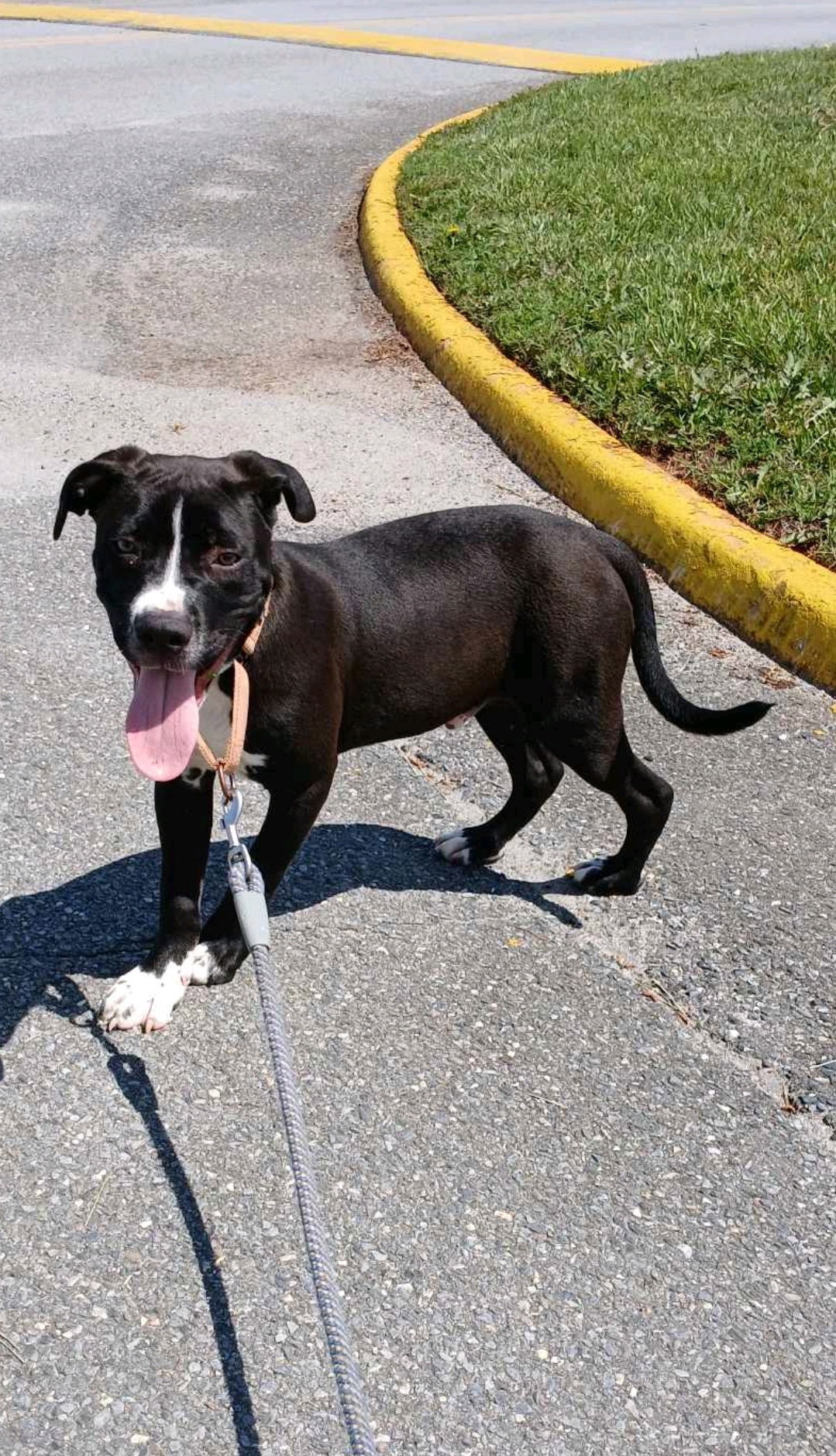 Meade - Not at shelter (Pam)