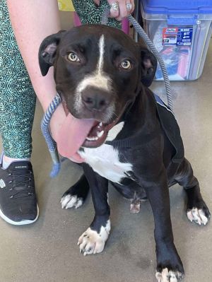 Meade: At shelter, Baby Male Pit Bull Terrier