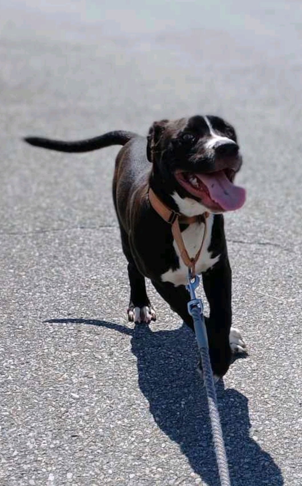 Meade - Not at shelter (Pam)