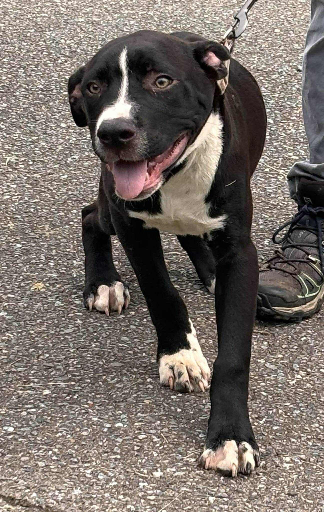 Meade - Not at shelter (Pam)