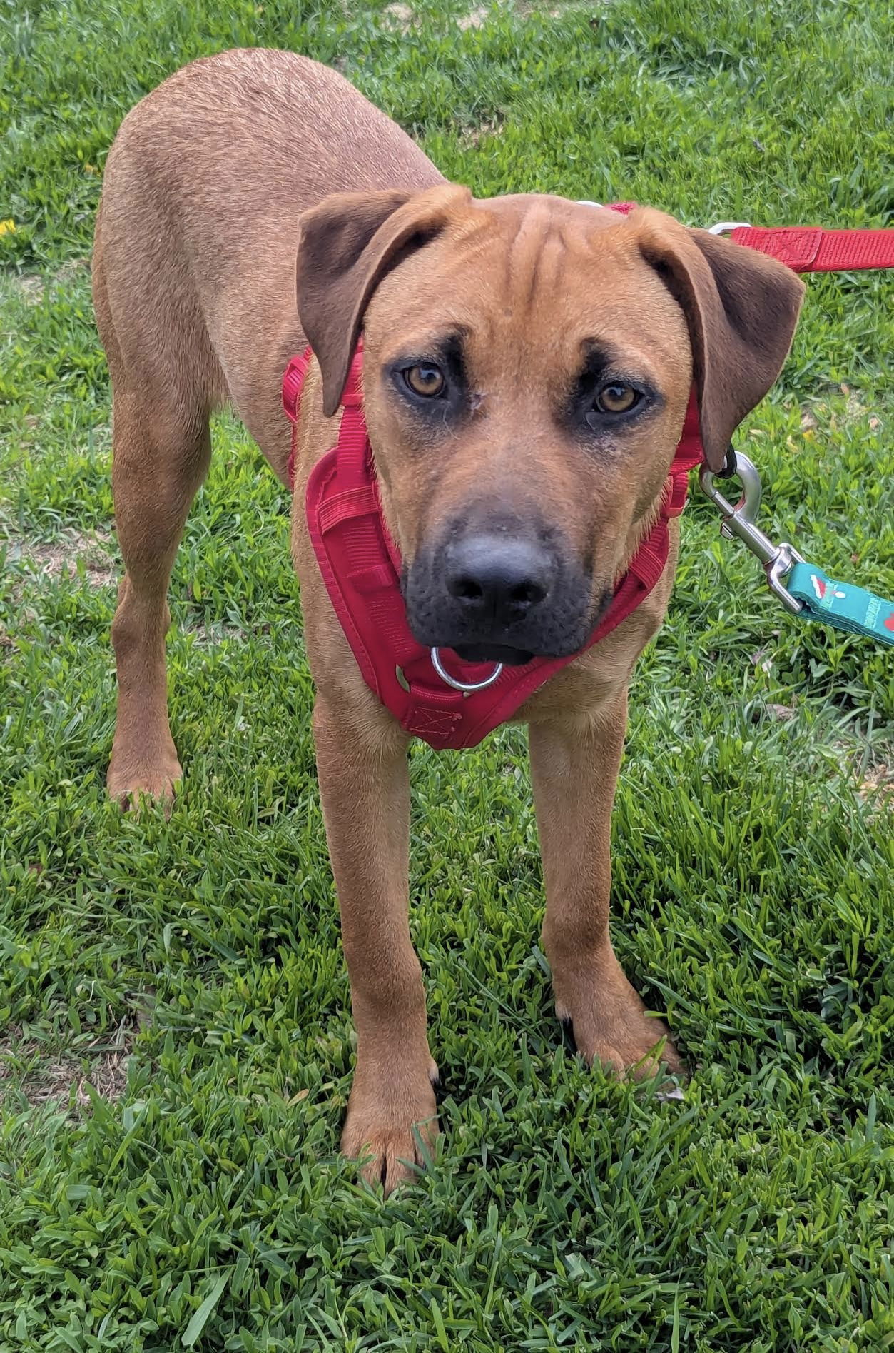 Charles, an adoptable Black Mouth Cur, Shepherd in Duluth, MN, 55802 | Photo Image 1