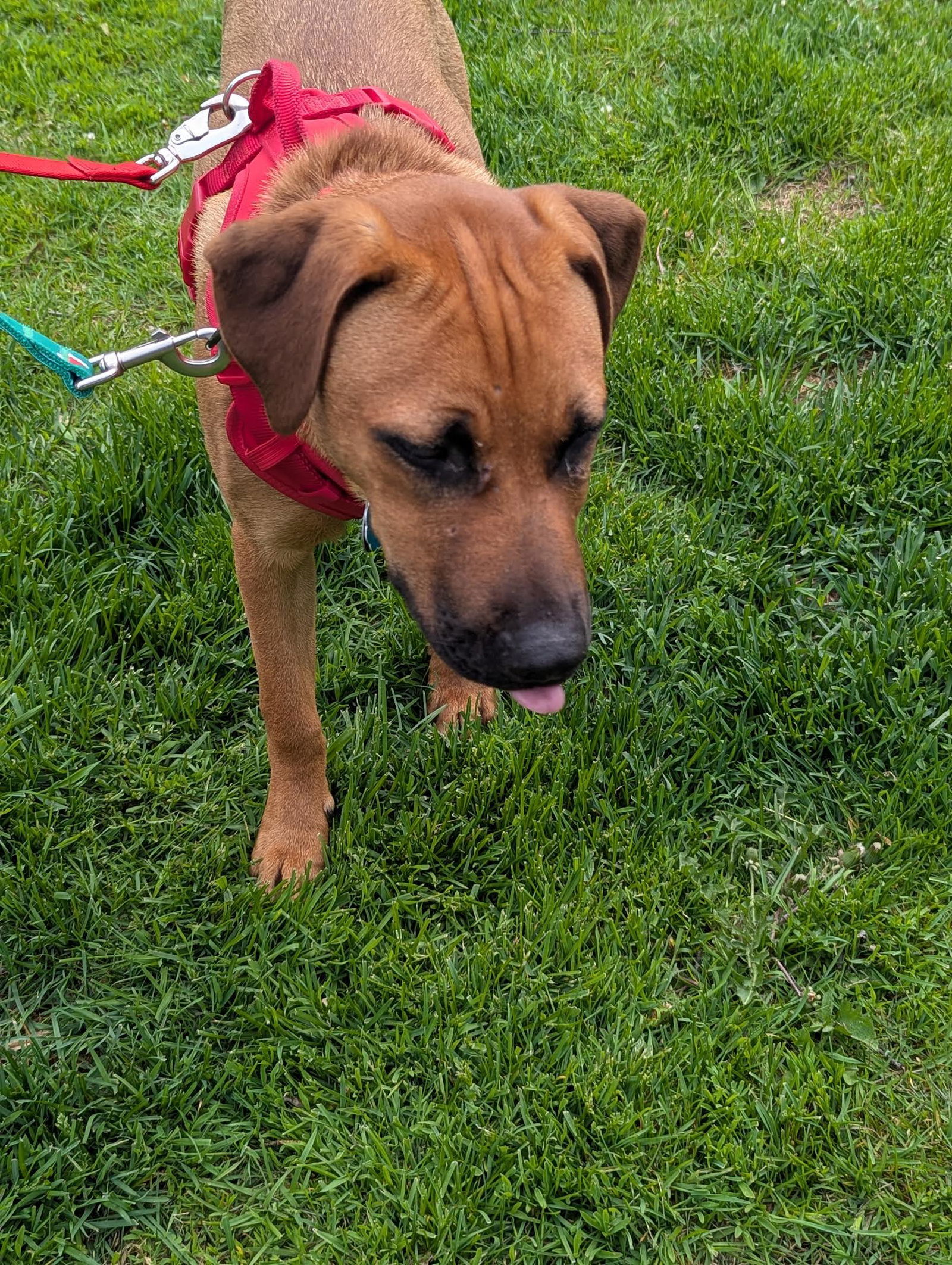 Charles, an adoptable Black Mouth Cur, Shepherd in Duluth, MN, 55802 | Photo Image 2