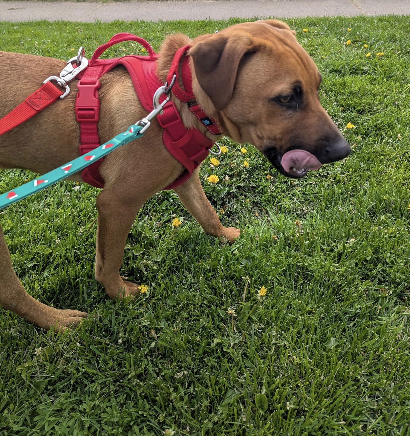 Charles, an adoptable Black Mouth Cur, Shepherd in Duluth, MN, 55802 | Photo Image 3