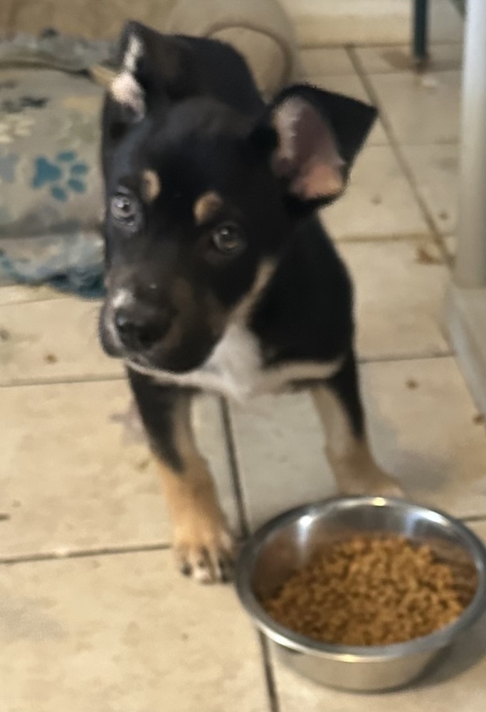 ZENA