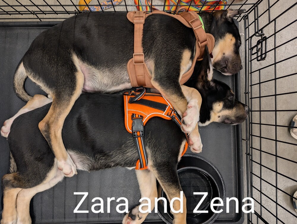 ZENA