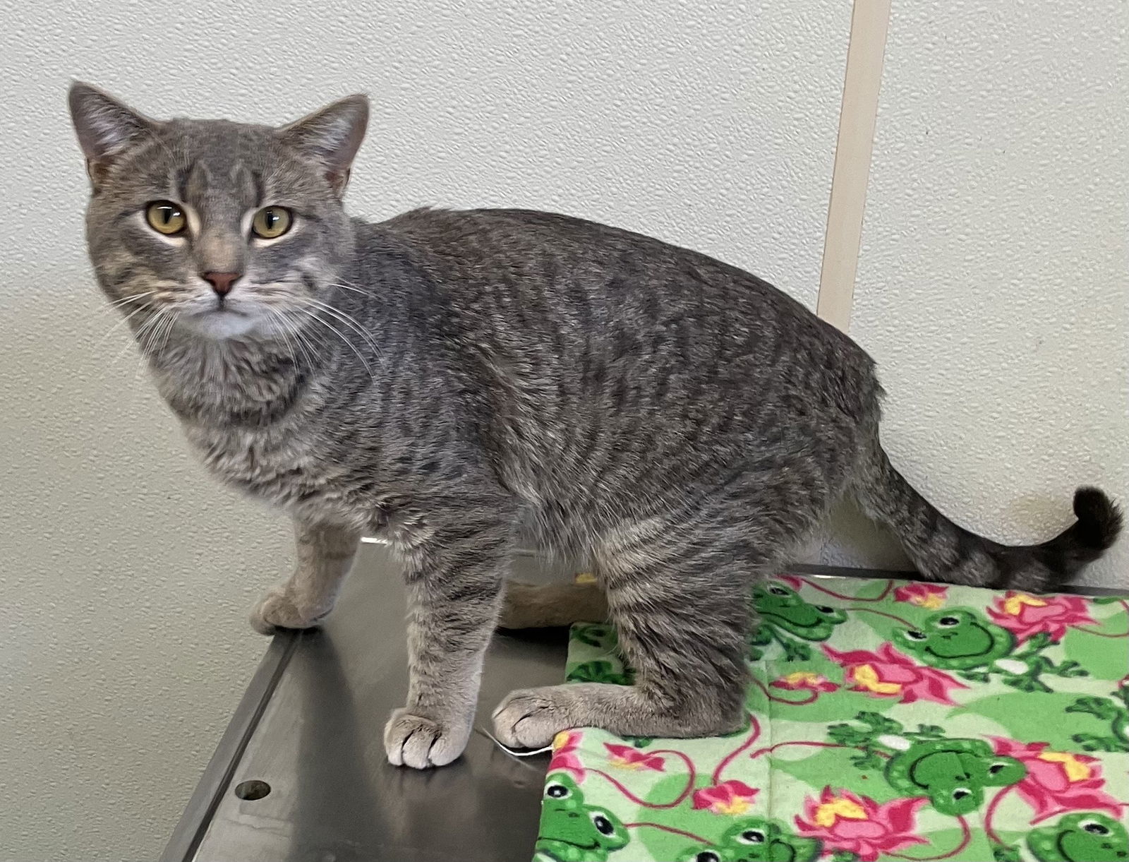 Andy - Large Friendly Gray Cat in foster care, an adoptable Domestic Short Hair in Mitchell, SD, 57301 | Photo Image 1