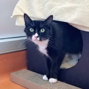 Hi there Im Eartha Im a 2 year old medium sized spayed female domestic short hair kitty Im 