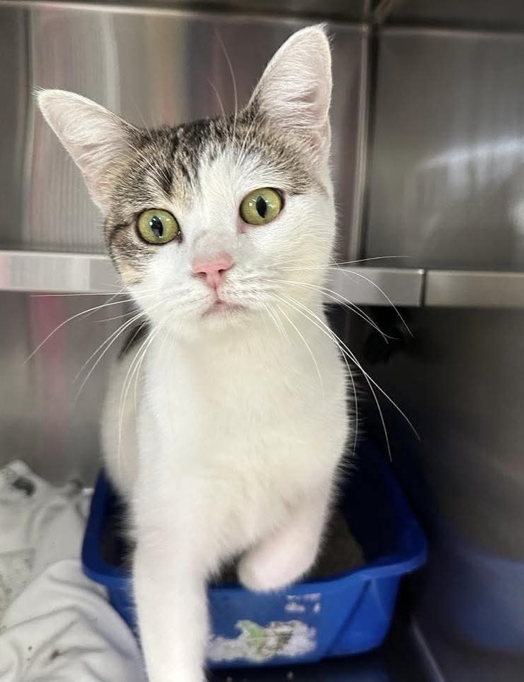 Bean, an adoptable Domestic Short Hair in Houghton, MI, 49931 | Photo Image 1
