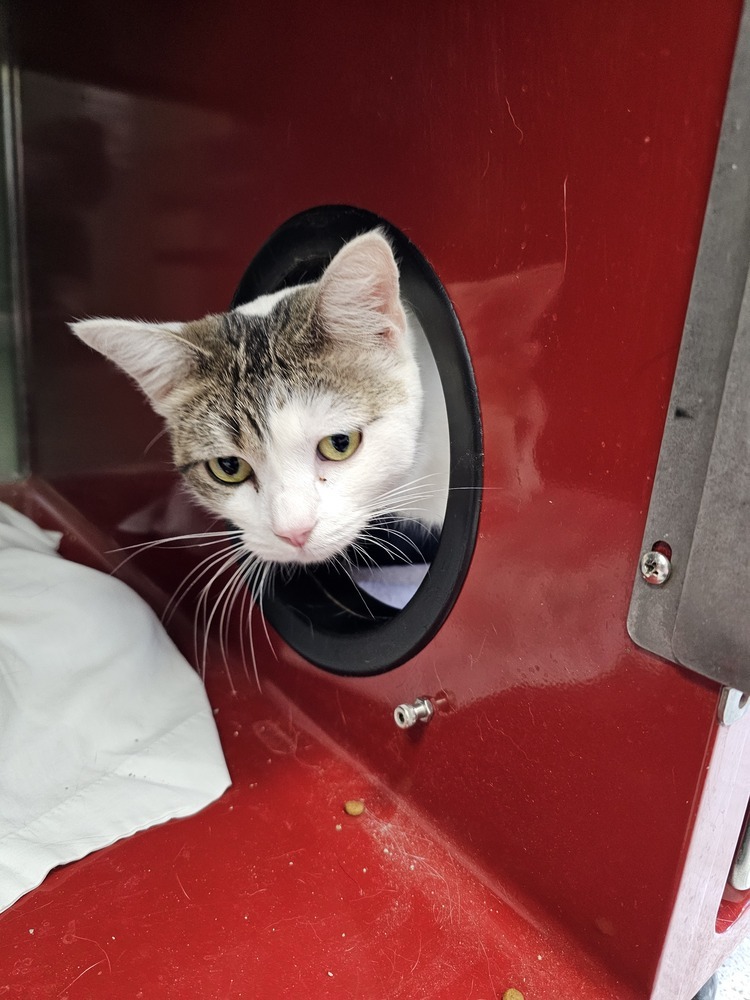 Bean, an adoptable Domestic Short Hair in Houghton, MI, 49931 | Photo Image 2