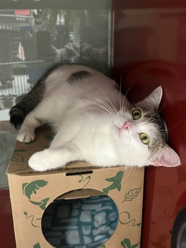 Bean, an adoptable Domestic Short Hair in Houghton, MI, 49931 | Photo Image 4