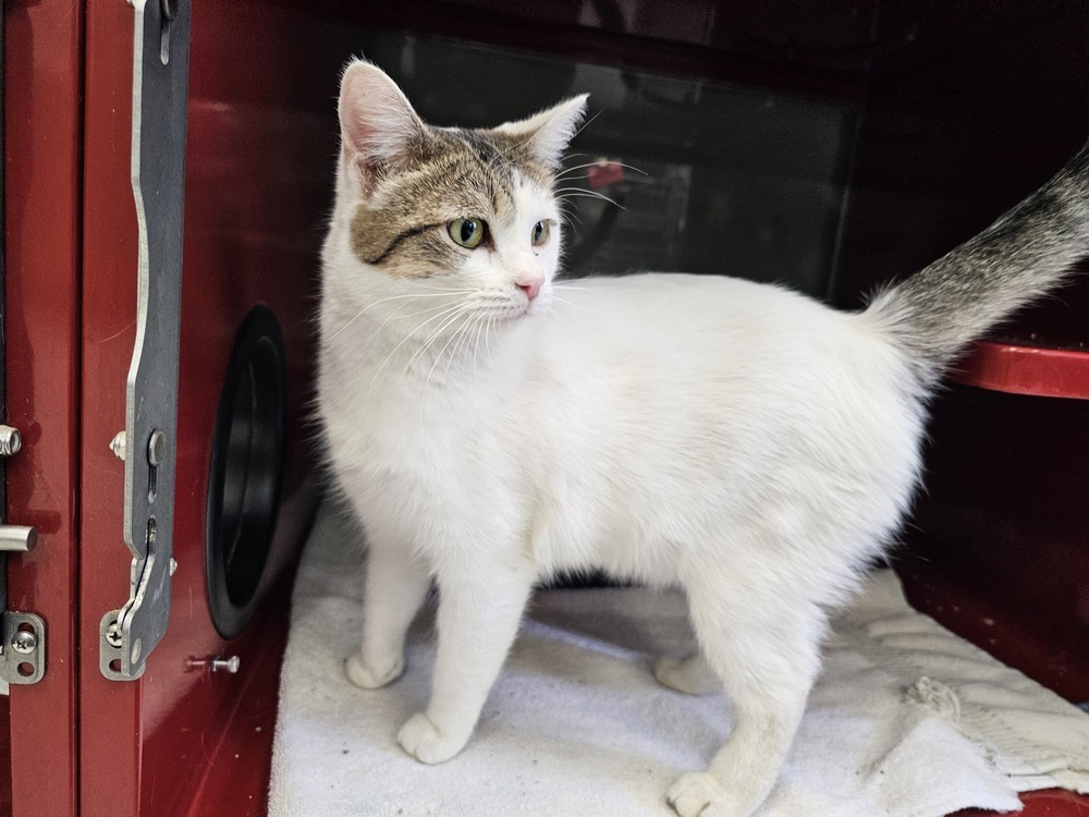 Bean, an adoptable Domestic Short Hair in Houghton, MI, 49931 | Photo Image 4