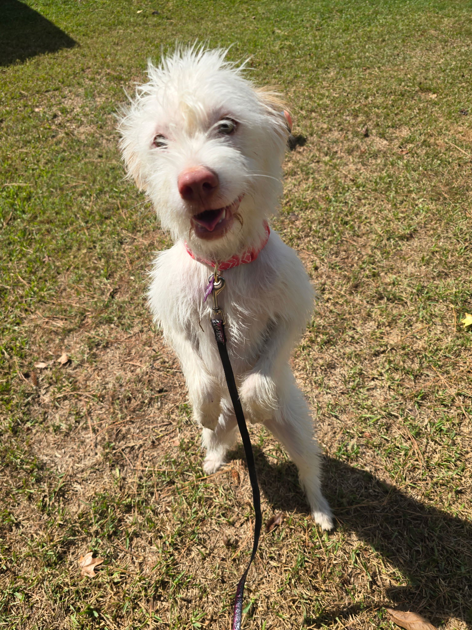 Fern, an adoptable Maltese, Schnauzer in Texarkana, TX, 75503 | Photo Image 1
