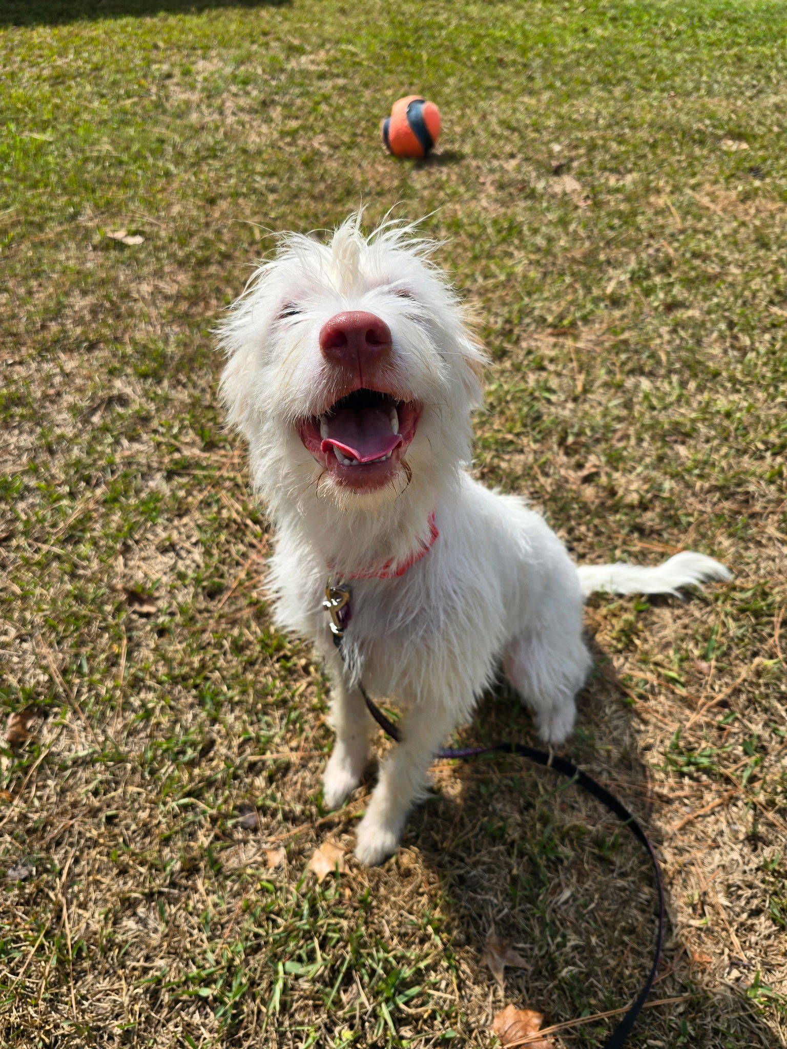 Fern, an adoptable Maltese, Schnauzer in Texarkana, TX, 75503 | Photo Image 2
