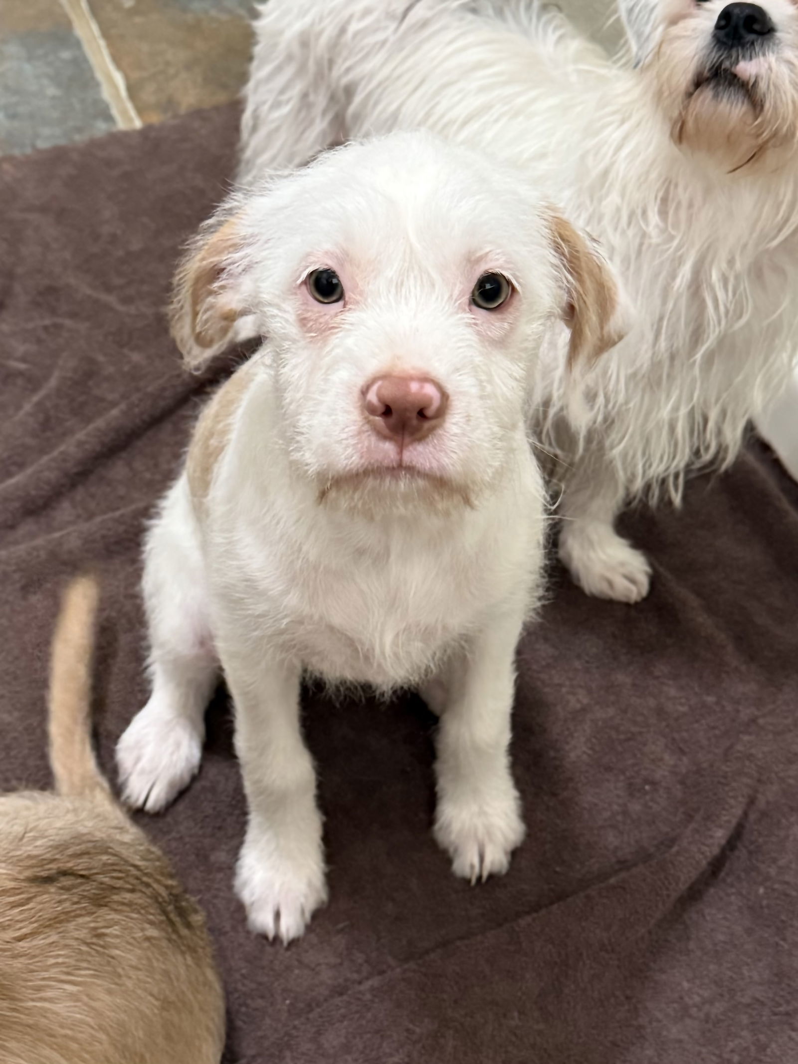 Fern, an adoptable Maltese, Schnauzer in Texarkana, TX, 75503 | Photo Image 3