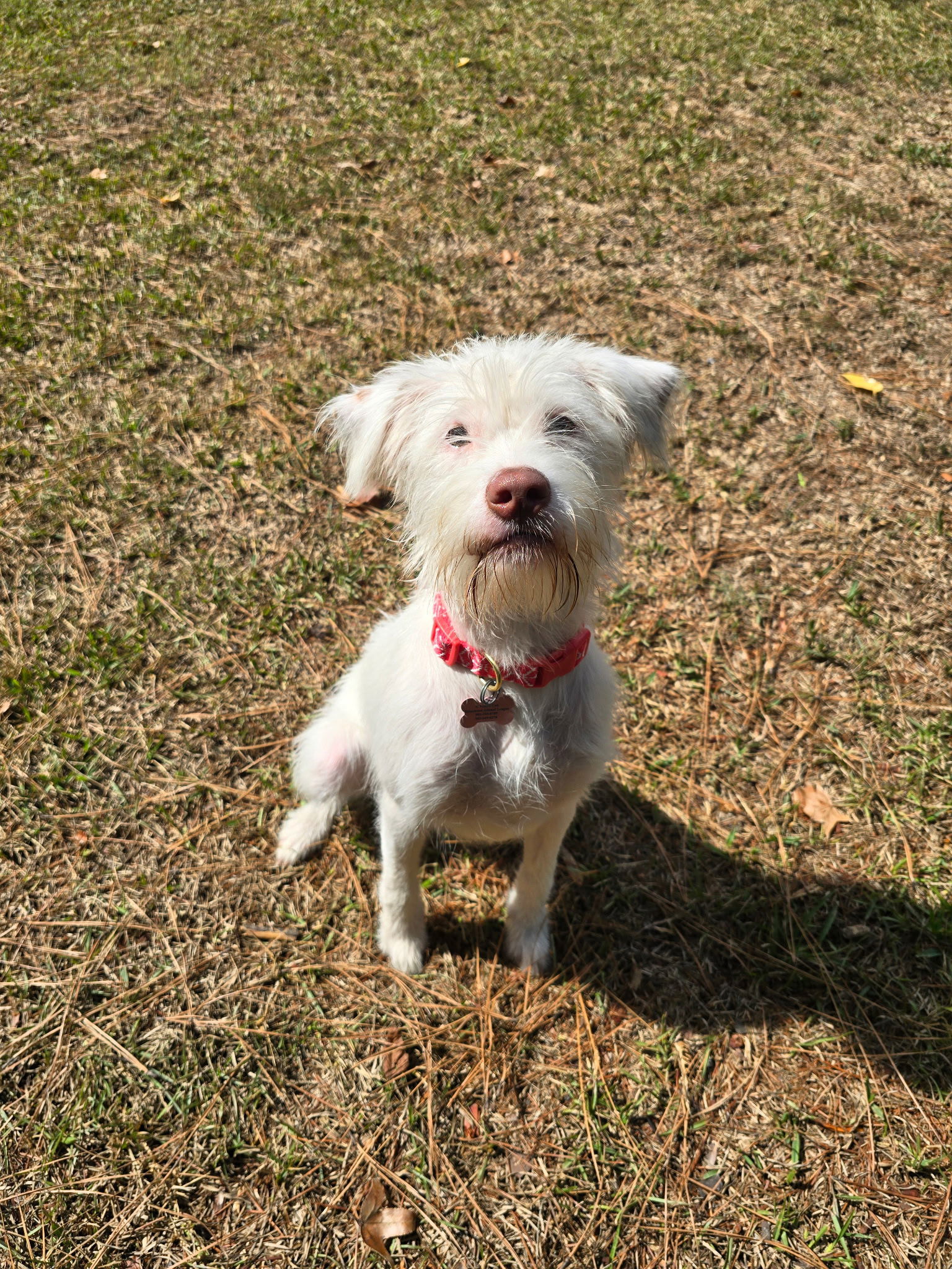 Blossom, an adoptable Maltese, Schnauzer in Texarkana, TX, 75503 | Photo Image 1